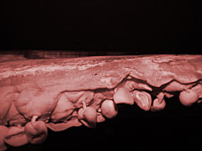 Fangarm seitlich