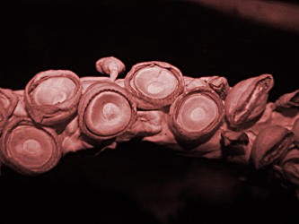 Fangarm mit Saugnpfen
