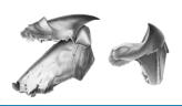 Architeuthis beak ( 1889. Albert I , Monaco )